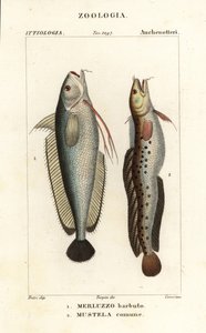 Gaffelskæg, Phycis phycis 1 og femskæg rockling, Ciliata mustela af Corsi Corsi