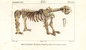 Fossilt skelet af det gigantiske jorddovendyr, Megatherium americanum