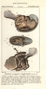 Større argonaut blæksprutte, Argonauta argo