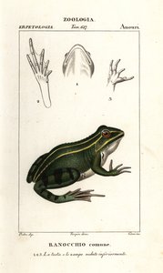 Grøn frø, Pelophylax kl esculentus af Corsi Corsi
