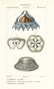 Hjelmvandmænd, Periphylla periphylla 1, Phorcynia cudonoidea 2 og Eulimene ciclophylla 3