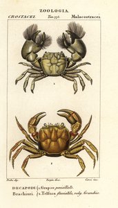 Hemigrapsus penicillatus og Potamon fluviatile af Corsi Corsi