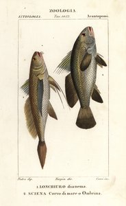 Longtail croaker, Lonchurus lanceolatus 1 og mager, croaker, stenbasse, shadefish, Argyrosomus regius 2 af Corsi Corsi