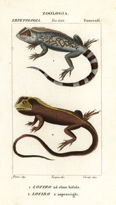 Lyreshead øgle, Lyriocephalus scutatus 1 og dykkerøgle eller mophead leguan, Uranoscodon superciliosus 2 af Corsi Corsi