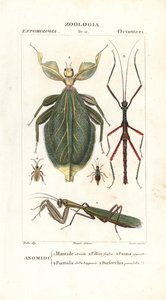 Mantis, bladinsekt, pindeinsekt mv af Corsi Corsi