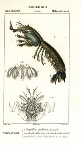 Mantis-rejer, Gonodactylus chiragra af Corsi Corsi