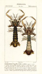 Mantis-rejer, Lysiosquilla scabricauda af Corsi Corsi