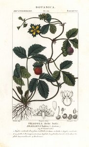 Spot jordbær, Potentilla indica af Corsi Corsi