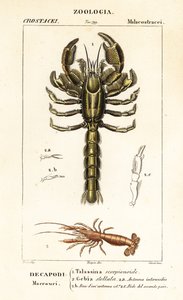 Mudderhummer og mudderrejer