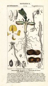 Jordnødde eller jordnødde, Arachis hypogaea af Corsi Corsi