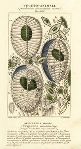 Plankton, Surirella striatula, Surirella striata af Corsi Corsi