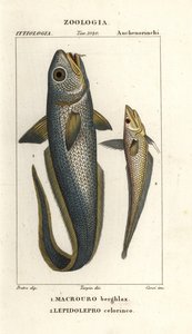 Roughhead grenadier eller løgøje grenadier, Macrourus berglax 1 og hulsnout grenadier, Coelorhynchus caelorhincus (Lepidoleprus coelorhynchus) 2