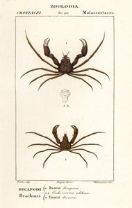 Scorpion edderkoppekrabbe og Leachs edderkoppekrabbe af Corsi Corsi