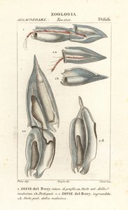 Siphonophores, Diphyes dispar, Diphyes boryi, Difie del Bory af Corsi Corsi