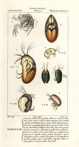 Arter af ostracoder af Corsi Corsi