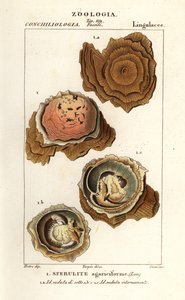 Spherulites agariciformis af Corsi Corsi