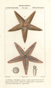 Søstjerne eller havstjerne, Asterias rubens af Corsi Corsi