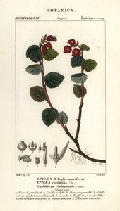 Tebær, Gaultheria domingensis af Corsi Corsi