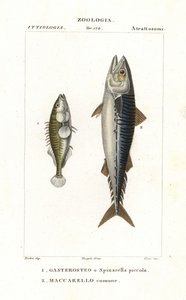 Tre-pigget pind og atlantisk makrel af Corsi Corsi