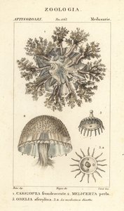 Op og ned vandmænd, Cassiopea frondosa 1, Melicertum art 2 og obelia polyp 3 af Corsi Corsi