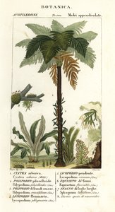 Vestindisk træbregne, Cyathea arborea, vinbregne, Microgramma piloselloides 2, yndefuld bregne, Niphidium crassifolium 3, grov kvastbregne, Huperzia phlegmaria 4, staghorn clubmoss, Lycopodiella cernua 5, vandpadderok af Corsi Corsi