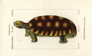 Gulfodet skildpadde eller brasiliansk kæmpeskildpadde, Chelonoidis denticulatus Testudo tabulata Testuginne intarsiata af Corsi Corsi