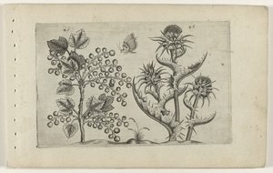 Aalbes en Mariadistel Know the Lilies (serietitel) af Crispijn van de Passe (I) (attributed to)
