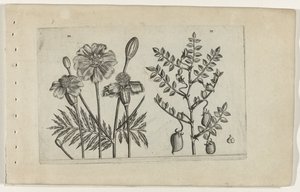 Tagetes og kikærter Cognoscite lilia (serietitel) af Crispijn van de Passe (I) (attributed to)