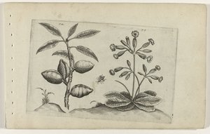 Amandelboom og gulden nøglebloem Know the Lilies (serietitel) af Crispijn van de Passe (I) (attributed to)