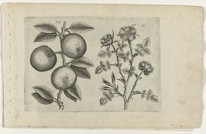 Æble og hund rose Cognoscite lilia (serietitel) af Crispijn van de Passe (I) (attributed to)