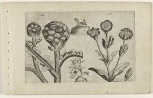 Artisjok en prikneus Know the Lilies (serietitel) af Crispijn van de Passe (I) (attributed to)