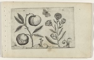 Assyrische appel en goudsbloem Know the Lilies (serietitel) af Crispijn van de Passe (I) (attributed to)