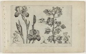 Bardiris og coralmeidoorn Cognoscite Lily (serietitel) af Crispijn van de Passe (I) (attributed to)