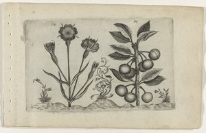 Bolderik en zure kers Know the Lilies (serietitel) af Crispijn van de Passe (I) (attributed to)