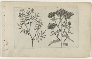Boswikke en tuizendblad Know the Lilies (serietitel) af Crispijn van de Passe (I) (attributed to)