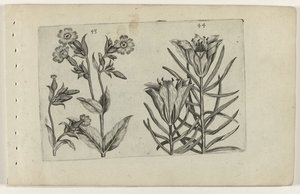 Daggøgeblomst og ruglilje Cognoscite lilia (serietitel)