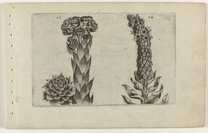 Thunderblade og mullein Cognoscite lilia (serietitel) af Crispijn van de Passe (I) (attributed to)