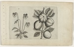 Trefarvet viol og æble Cognoscite lilia (serietitel) af Crispijn van de Passe (I) (attributed to)