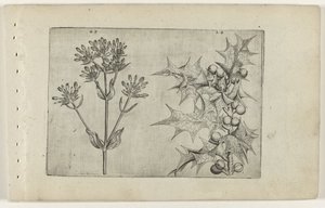 Centaury(?) og Holly Cognoscite lilia (serietitel) af Crispijn van de Passe (I) (attributed to)