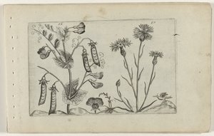 Erwt en korenbloem Know the Lilies (serietitel) af Crispijn van de Passe (I) (attributed to)