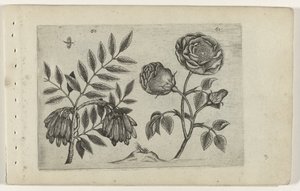 Du er en roos Know the Lilies (serietitel)