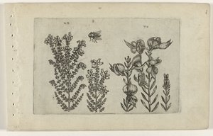 Almindelig hede og kostebusk Cognoscite lilia (serietitel) af Crispijn van de Passe (I) (attributed to)