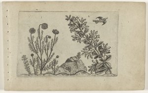 Gewone kamille en zuurbes Know the Lilies (serietitel) af Crispijn van de Passe (I) (attributed to)