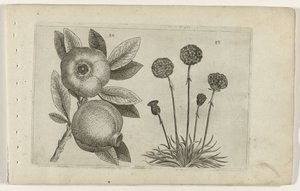 Granaatappel en Engelsk gras Know the Lilies (serietitel) af Crispijn van de Passe (I) (attributed to)