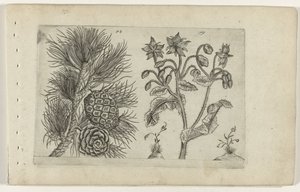 Grove den en bernagie Know the Lilies (serietitel) af Crispijn van de Passe (I) (attributed to)