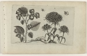 Hazel og søde William Cognoscite lilia (serietitel) af Crispijn van de Passe (I) (attributed to)