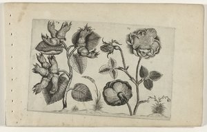 Hazelaar i roser Cognoscite Lily (serietitel) af Crispijn van de Passe (I) (attributed to)