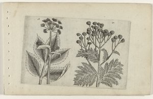 Hertswortel en boerenwormkruid Know the Lilies (serietitel) af Crispijn van de Passe (I) (attributed to)