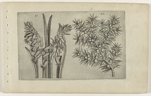 Hyacint og jenerbes Know the Lilies (serietitel) af Crispijn van de Passe (I) (attributed to)