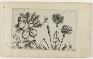 Kerspruit en tuinanjer Know the Lilies (serietitel) af Crispijn van de Passe (I) (attributed to)